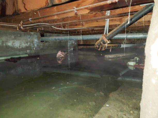 Best 24/7 water damage repair  in Naugatuck, CT